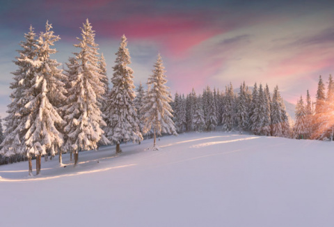 webinars snow trees